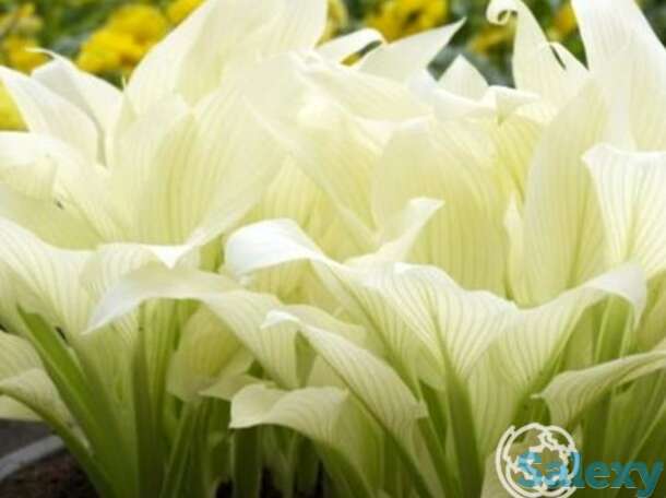 Хоста Уайт Фезе (M), фотография 1