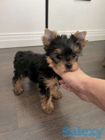 Щенки Йоркширского терьера, фотография 7