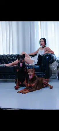 Доберман для фотосессий, реклам, фотография 3