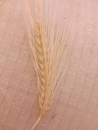 Продаю Ячмень Сорт Атлин Канадский В Меркенском районе, фотография 2