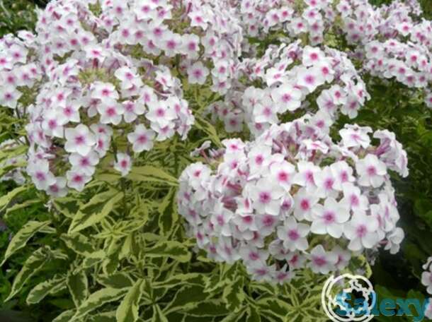 Флокс метельчатый Крем де ла Менте, фотография 1