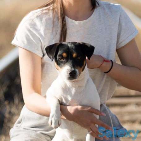 Джек рассел вязка, фотография 1