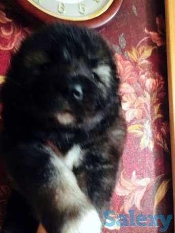 Щенки кавказской овчарки, фотография 1