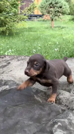 Щенки добермана, фотография 4