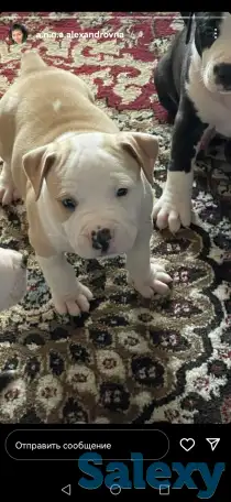 Продажа стаффорда, фотография 2