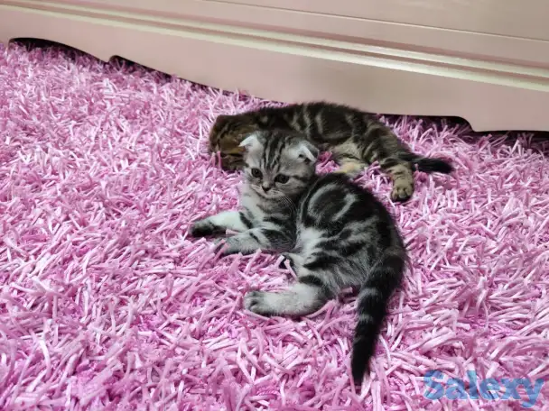 Продаются шотландские вислоухие котята, фотография 2