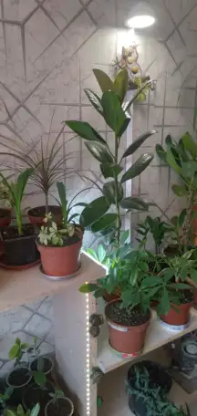 Комнатные декоративно-лиственные и цветущие растения, фотография 2