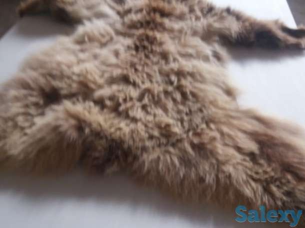 Продам медвежью шкуру затенге или обменяю на авто или КРС, фотография 1