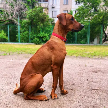 Родезийский риджбек, фотография 1