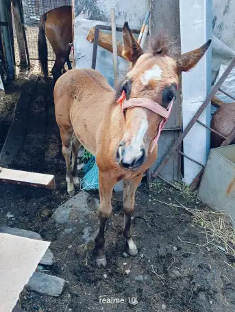 Продам лошадей Орловской породы в Усть - Каменогорске, фотография 3