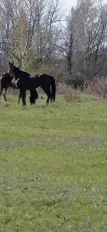 Продам лошадей, фотография 1