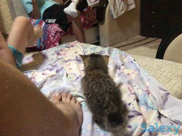 Котята в хорошие руки, фотография 2