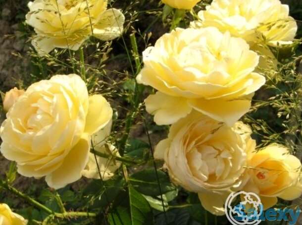 Роза джин тирни, гийо, фотография 1