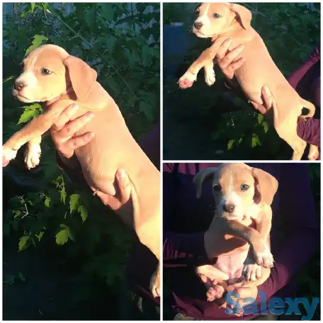 Стаффордширский терьер щенки продам, фотография 1