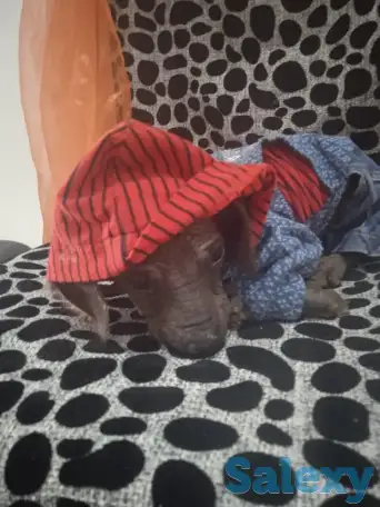 Продам щенков ксоло, фотография 5