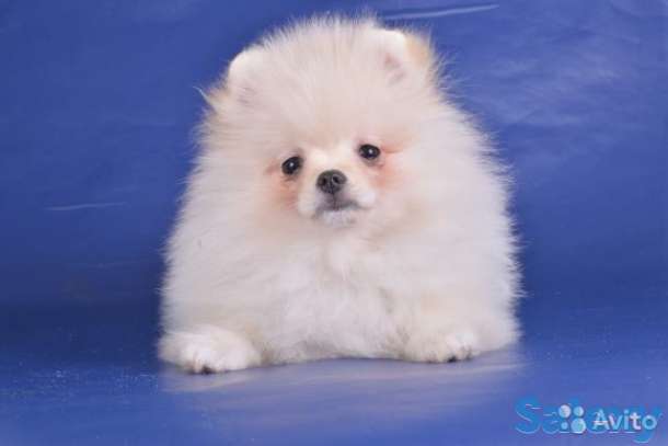 Щенки шпицев, фотография 3