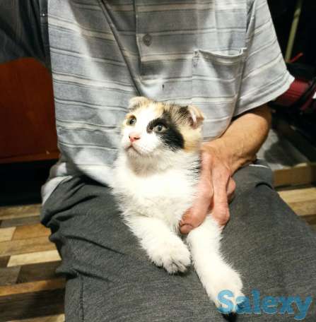 Отдам котенка девочку, двухмесячную, фотография 1