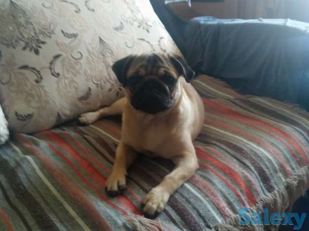 Продам, собачку мопса. Шесть месяцев, с элитного питомника. Приучина ходить  в туалет на улицу., фотография 4