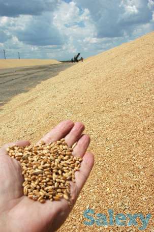 пшеница  оптом  от  5000тонн., фотография 3