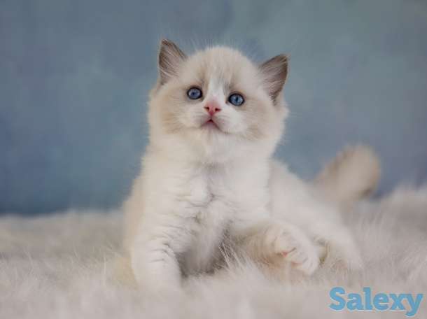 Великолепные котята породы Рэгдолл, фотография 1