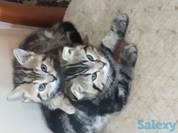 Продаются Шотландские Скоттишь Фолд, фотография 2