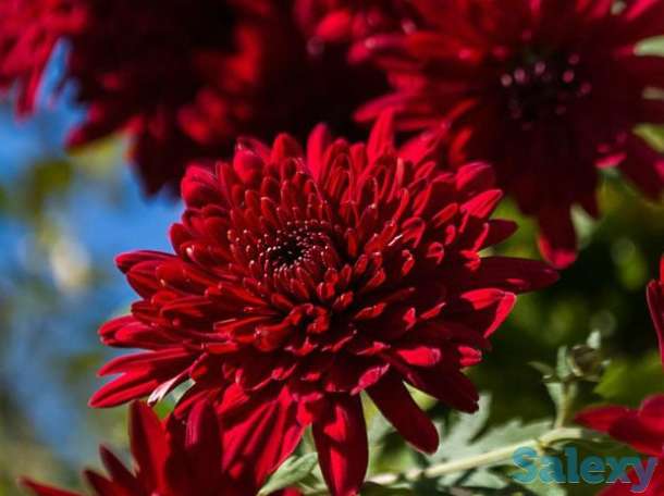 Продажа хризантема, фотография 1