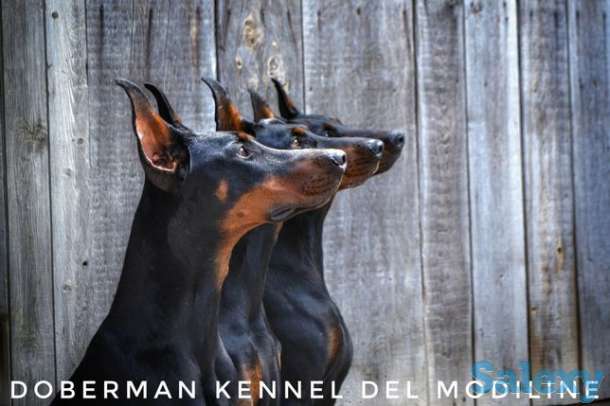 Щенок добермана., фотография 1