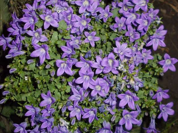 кампанула, фотография 3