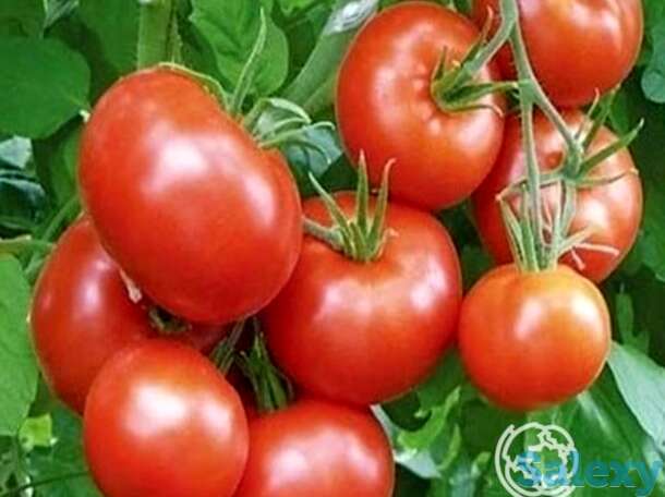 Семена Томат Гунин F1, фотография 1