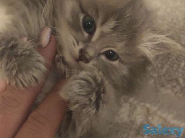 Котята, фотография 10