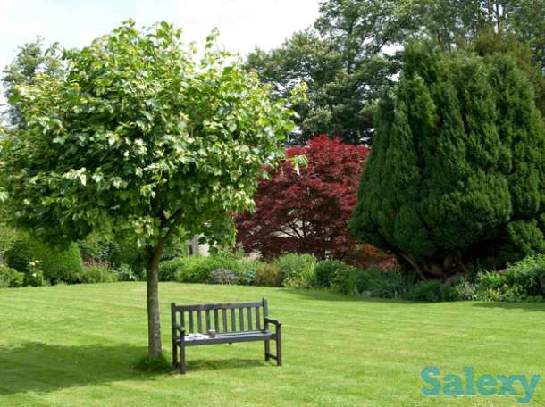 семена газонных трав, фотография 1