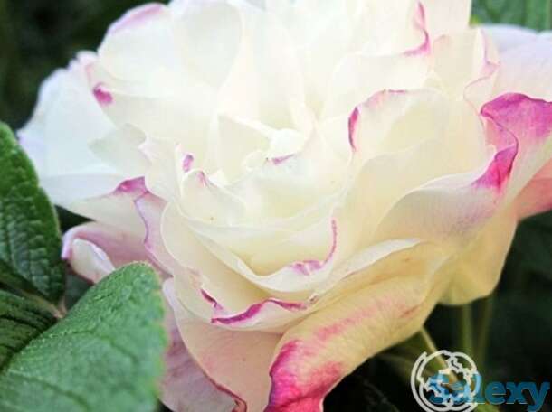 Роза луиза багнет канадская парковая к/c, фотография 1