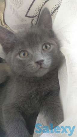 Отдам котят в заботливые руки, фотография 3