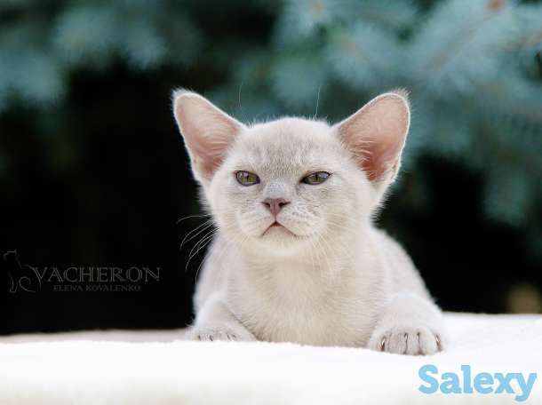 Элитные котята, фотография 2