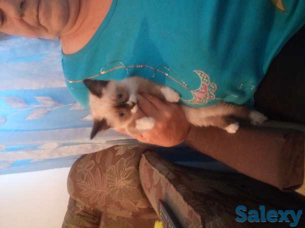 Котята, фотография 2