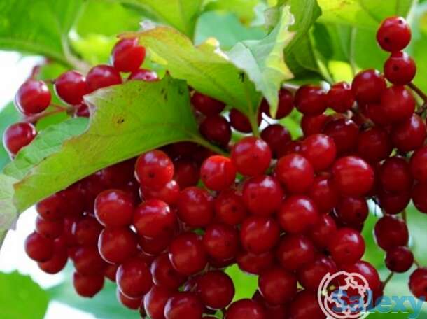 Калина Таежные рубины, фотография 1