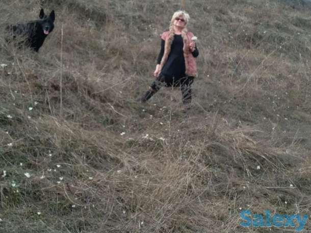 кабель черный немец с родословной. для вяски с сукой авчарки немецкой породы., фотография 1