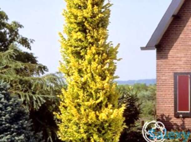 Вяз вредей, фотография 1