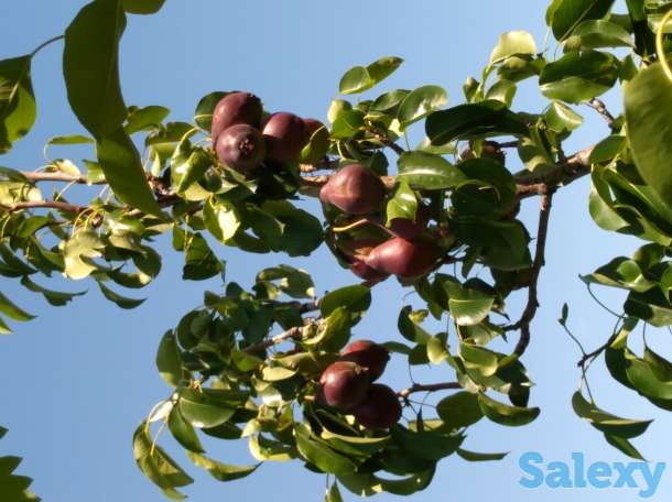 Продам дачу, фотография 6