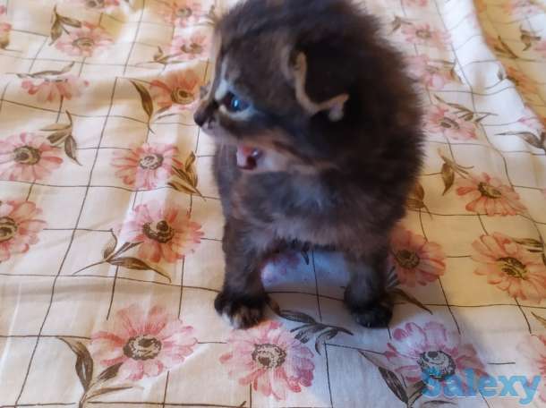 Шотландские вислоухие, фотография 2