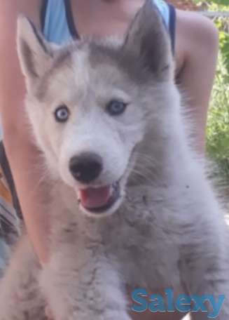 Хаски сатылады ырғашы, фотография 1