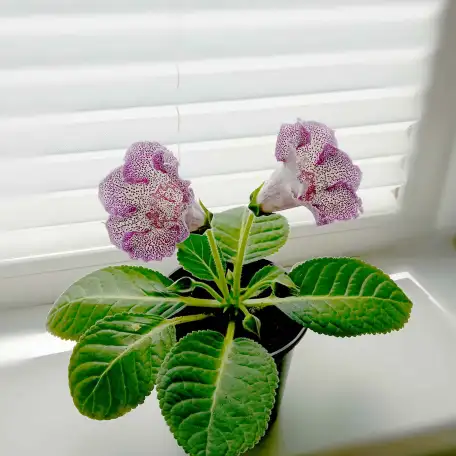 Глоксинии. Комнатные цветы., фотография 6