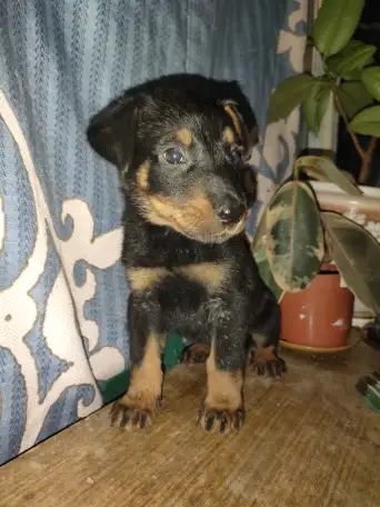 Щенки Босероны, фотография 5