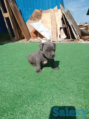 Продам щенков Американского булли Pocket, фотография 1