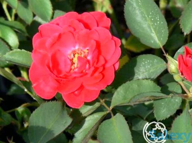 Роза николас канадская парковая к/с, фотография 1