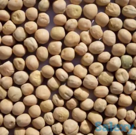 Горох фуражный, фотография 1