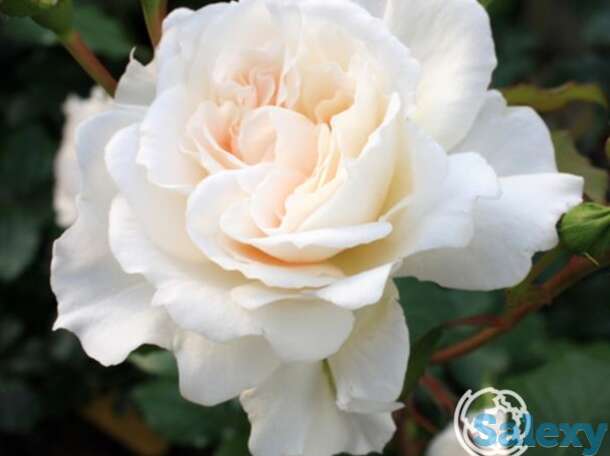 Роза петтикот флорибунда, топалович, фотография 1