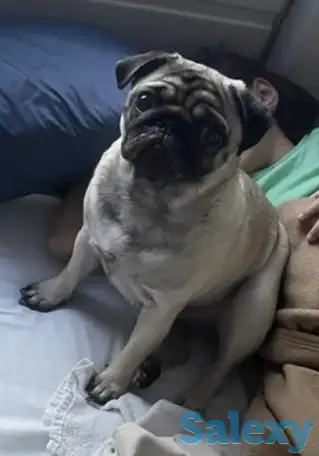 Продаю мопс девочка, фотография 1