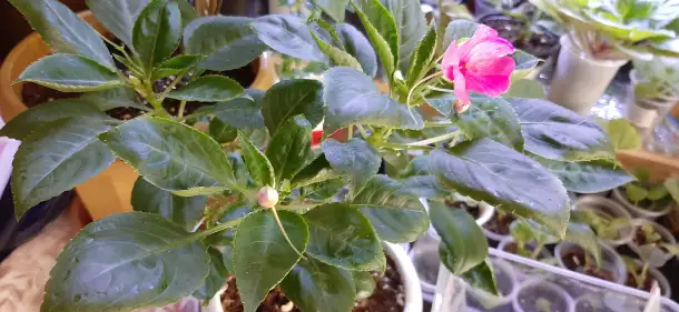 Продам цветы дешево, фотография 14