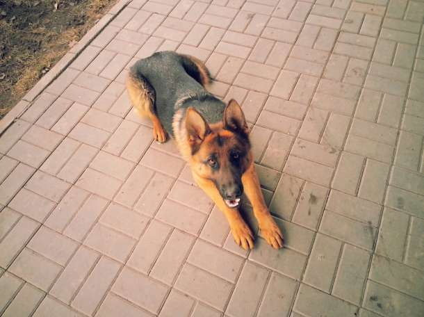 немецкая овчарка, фотография 3